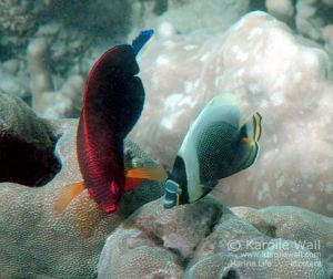 Potter's Angelfish and Young Reticulated Butterflyfish